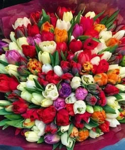 ŠARENE LALE U BUKETU 076